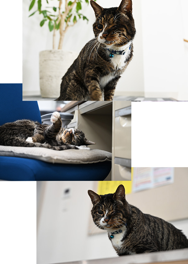 cats